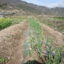 천일농장 이미지