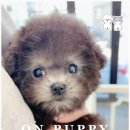 온퍼피 프리미엄 전주강아지분양 본점 이미지