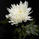 전거리길 이미지