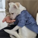 펫글타운 네이버블로그