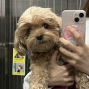 위드퍼피 애견미용실 | 천안 애견미용 잘하는곳 위드퍼피 두정동 애견미용실 추천 내돈내산