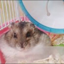 정글리안 Daum카페