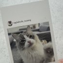 랙돌카페냐옹 이미지