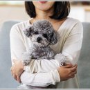 멍샵 강아지분양 인천본점 이미지