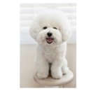 BICHON KOREA 이미지
