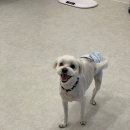 릴리리독 이미지