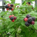 장모님통닭 이미지