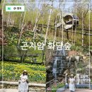 상록꽃화원 | 경기도 광주 가볼만한곳 곤지암 화담숲 실시간 모노레일 예약 방법 벚꽃 수선화