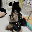 (주)마이펫코리아 | 애견 박람회 일산 킨텍스 마이펫페어 명품 옷 질럿다.