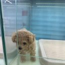 리얼독스 강아지분양 일산본점 | 일산 강아지분양, 믿고 맡길 수 있는 리얼독스 일산본점