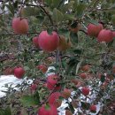 함박골농장 이미지