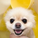 러블리댕 이미지