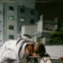 도그마미 이미지