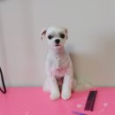 프리티펫 이미지