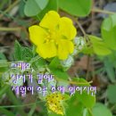 솜사랑 이미지