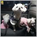 해피 펫 택시 이미지