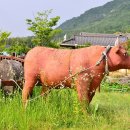 한옥마을 관광안내소 화장실 네이버블로그