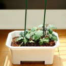 상추집 | 베란다텃밭 필수템! 집에서 상추키우기 플랜트박스 오가닉 솔직 후기