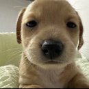 샌치하다 | 또 울면서 잠들 거 뻔해