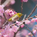 부산배화학교 이미지
