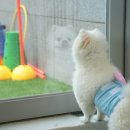 옐레드 애견유치원 & 호텔 고양덕은점 이미지