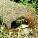 몽구스(Mongoose)