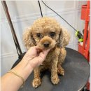 부티나개 | 구리애견미용 안심하고 맡길 수 있는 부티나개