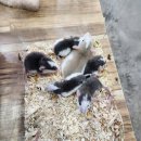 펫엔글라이더 인천점 이미지