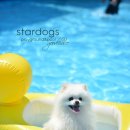 스타애견 이미지