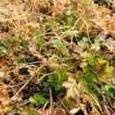 더드림팜 이미지