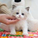 청주 강아지분양 고양이분양 미유펫 청주점 네이버블로그
