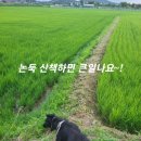 나드리독 이미지