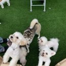 놀러오개 애견유치원 모충점 이미지