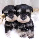 호야펫 구리점 | 구리강아지분양 매력만점 슈나우저 쌍둥이들!!