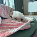 당진시 남부로 186 | 강아지랑 함께하는 3월 짧은 일상 기록