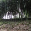공북낚시터 | 전주 죽수정(竹藪亭)