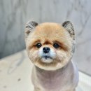 웰니스 펫 미용실 이미지