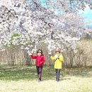 석촌공원길 Daum카페