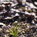 원일초 정문 앞 | 설강화가 피어나는 식물원의 봄..