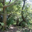 완도 맹선리 상록수림 이미지