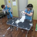 샤이니독 이미지