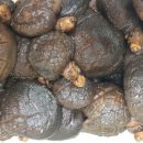 밑반찬&별미요리 이미지