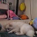 부르멍 펫택시 | 루이 솔직후기 | 난생 처음 루이의 속마음을 알아보기위해종로펫타로 다녀왔어요