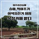 장군목장 | 제주 성산승마체험 승마,먹이주기,이색자전거 체험 목장카페 밭디 후기