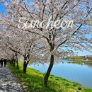 순천만국가정원(동문) | 국내벚꽃명소 순천만국가정원, 벚꽃현황 실시간 후기!