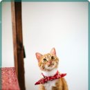 마음동물의료센터 이미지