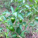 노암농장 이미지