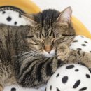 엔에이핏 이미지