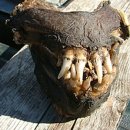 해골농장 이미지