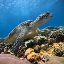 수영초교 | 발리 길리 1일차 도착하자마자 스노쿨링 투어 현지가이드 거북이 촬영